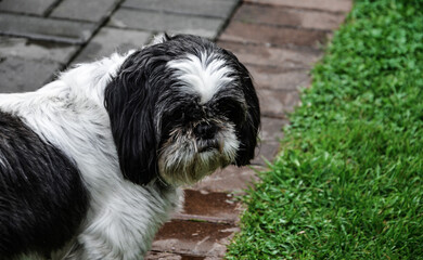 american staffordshire terrier