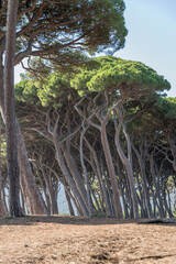 tall maritime pines tangle on shore at Baratti gulf, Italy