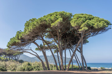 maritime pines grove on shore at Baratti gulf, Italy - obrazy, fototapety, plakaty