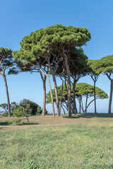 maritime pines little grove on shore at Baratti gulf, Italy - obrazy, fototapety, plakaty