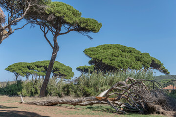 tangled dead maritime pine on shore at Baratti gulf, Italy