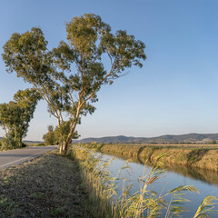 tree and reeds on Valentina road and canal, Fonteblanda, Italy