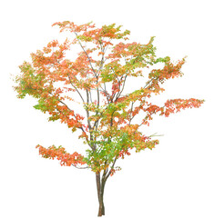 イロハモミジの紅葉　12月撮影