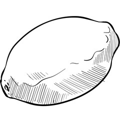 lemon handdrawn illustration
