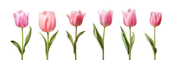 Pink tulip flower collection isolated on a transparent background	