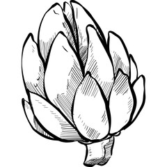 artichoke handdrawn illustration