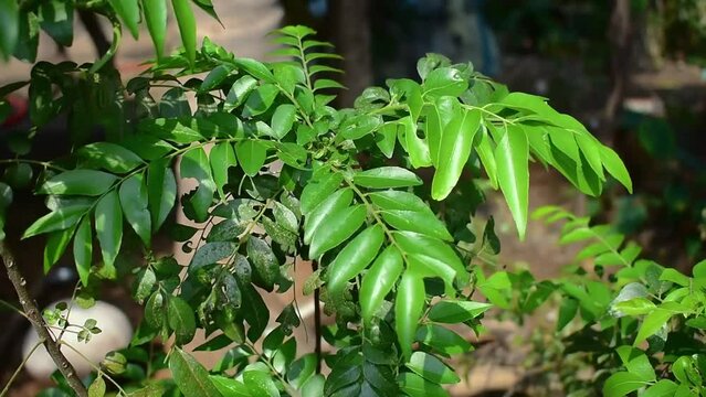 Spice Curry Leaves (Murraya koenigii) on a Tree, Herb plant