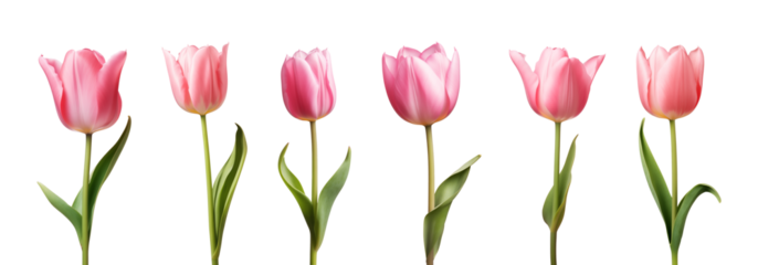Pink tulip flower collection isolated on a transparent background	