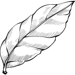 lemon leaves handdrawn illustration