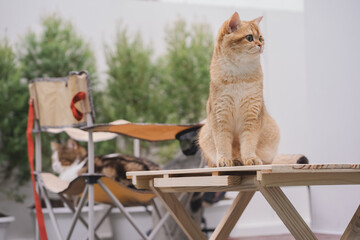 happy and relax concept with gold british cat sit on camping table