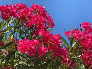 Bright pink oleander flowers against blue sky 