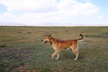 Dog yawning on a vast meadow near Song-Kul lake in Kyrgyzstan, Centarl Asia