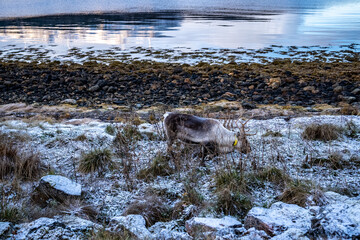 Norwegian deer on rocky shore with snow