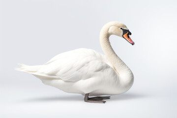 White swan isolated on white background.generative ai