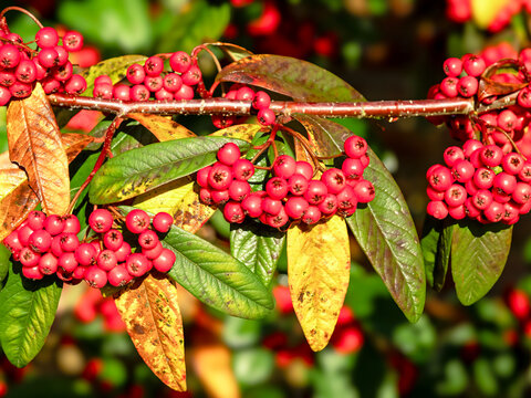 Willowleaf cotoneaster red berries and winter leaves