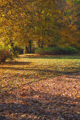 autumn in the park