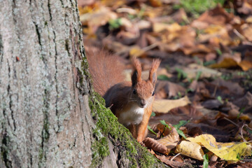 squirrel in the forest