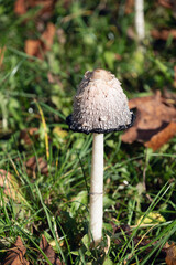 Coprinus comatus, the shaggy ink cap, lawyer's wig, shaggy mane