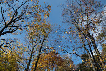 trees in autumn