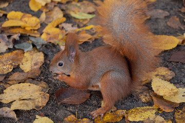 squirrel eating nut