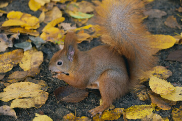 squirrel in the park