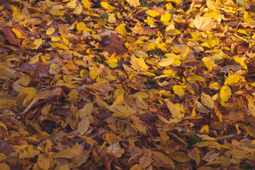 autumn leaves background