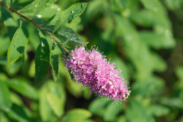 Drops of water on a flower