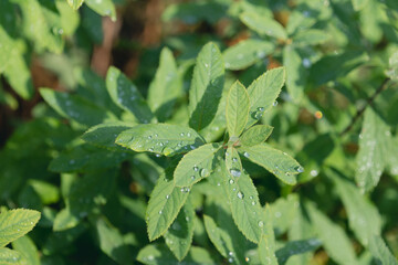 Water drops on green leaves