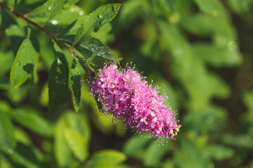 Drops of water on a flower