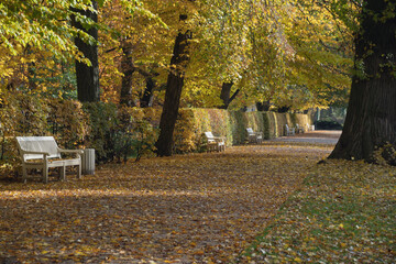 Naklejka premium autumn in the park