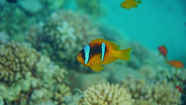 Footage of The Red Sea Clownfish (Amphiprion bicinctus, meaning "both sawlike with two stripes") and parrot fish. 