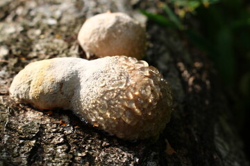 Weeping tinder fungus covered with water drops