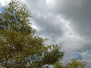 Rain clouds and big trees