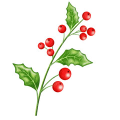 Watercolor Holly berries.	
