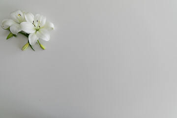White lily orchid flowers on grey background