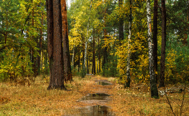 Fototapeta premium Autumn forest after rain. Puddles reflecting trees. Fallen leaves. Hiking. A walk through the autumn forest.