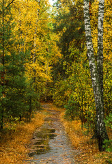 Autumn forest after rain. Puddles reflecting trees. Fallen leaves. Hiking. A walk through the autumn forest.