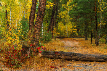 Fallen trees in the forest. Beauty of nature. Autumn. Hiking. Take a walk in the fresh air.