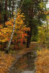 Obraz premium Autumn forest after rain. Puddles reflecting trees. Fallen leaves. Hiking. A walk through the autumn forest.