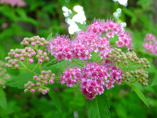 Japanese Spirea (Spiraea japonica)