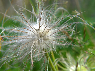 Fototapeta premium Pulsatilla flower (prairie crocus or Easter flower) white fluffy flower stems on green grass background.