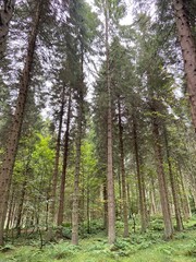 Fototapeta premium Forest of Scots pines