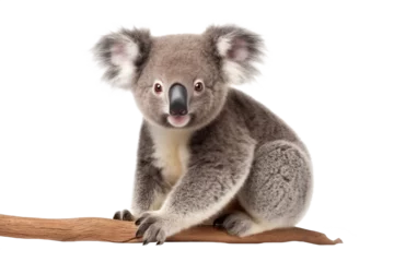 Foto op Canvas Koala sitting on tree branch isolated on white background © uv_group