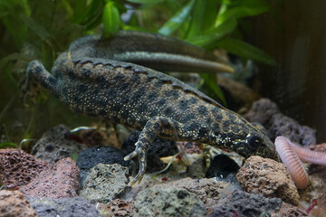 Closeup on an aquatic balkan crested newt , Triturus ivanbureschi , ready to attack an earthworm