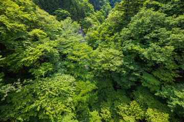 日本の風景　東京都奥多摩町　新緑の日原