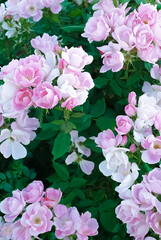 ローズガーデン