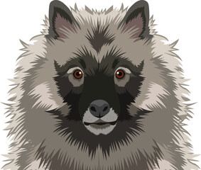 Keeshond dog face isolated on a white background, EPS, Vector, Illustration - This versatile design is ideal for prints, t-shirt, mug, poster, and many other tasks.
