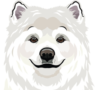Samoyed dog face isolated on a white background, EPS, Vector, Illustration - This versatile design is ideal for prints, t-shirt, mug, poster, and many other tasks.