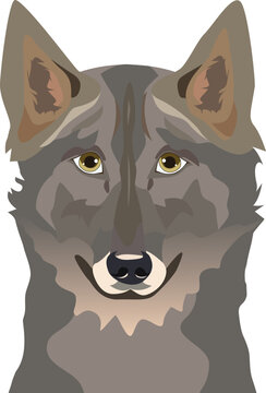 Saarlooswolfdog dog face isolated on a white background, EPS, Vector, Illustration - This versatile design is ideal for prints, t-shirt, mug, poster, and many other tasks.
