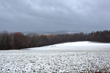 Snow-covered winter landscape with a group of wild deer in a field. A field in which a score of deer are grazing is covered in snow. The sky is overcast and dark.